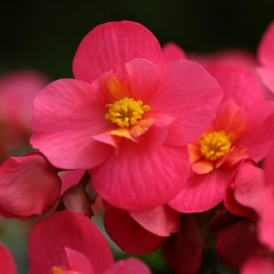 begonia-5215414_640